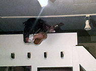 ���~���@Salon de VAMP