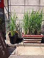 �F�����񃉃C�u