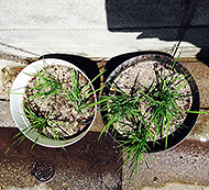 ���吧���