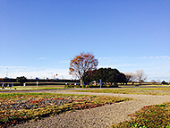 ������Cafe'�ԉ�