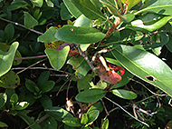 �l���@POPS��y��