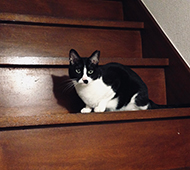 �Ȃ��e�G�H���Ƃ�[��