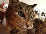 ���~���j�����_���[�Y�̃J�����_�[�Q�b�g