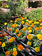 ���RWise Garden