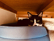 �w�{���̃x���q�x