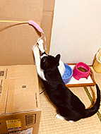 �w�{���̃x���q�x