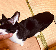 �w�{���̃x���q�x