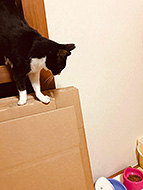 �w�{���̃x���q�x