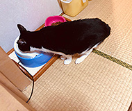 �w�{���̃x���q�x