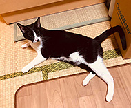 �w�{���̃x���q�x