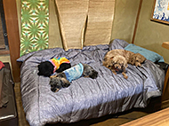 ���S �acafe �瑐