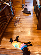 ���S �acafe �瑐