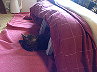 �݂�̃X�^���v