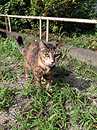 �݂�̃X�^���v