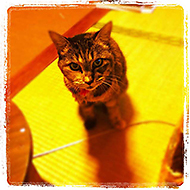 �݂�̃X�^���v