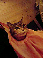 �݂�̃X�^���v