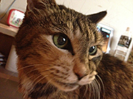 �݂�̃X�^���v