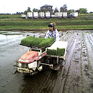 �I�O���N���V���[�Y����17