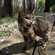 �I�O���N���V���[�Y����17